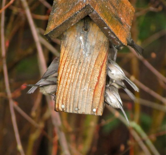 Crowding both sides of the feeder, Bushtits eagerly eat the fat supplied for woodpeckers