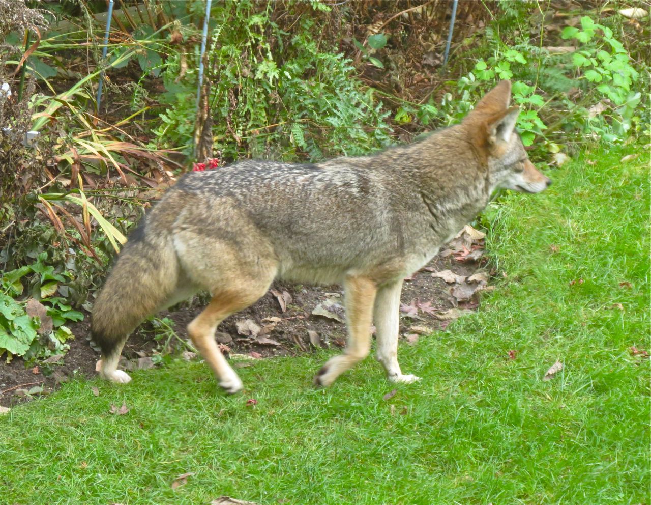 Coyote | Burnaby Outdoors – birds, nature, parks